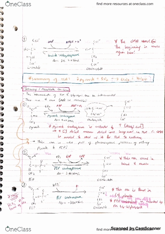 CHEM 2370 Lecture 4: Biochemistry 2 (CHEM 2370)- balancing anaplerotic reactions thumbnail