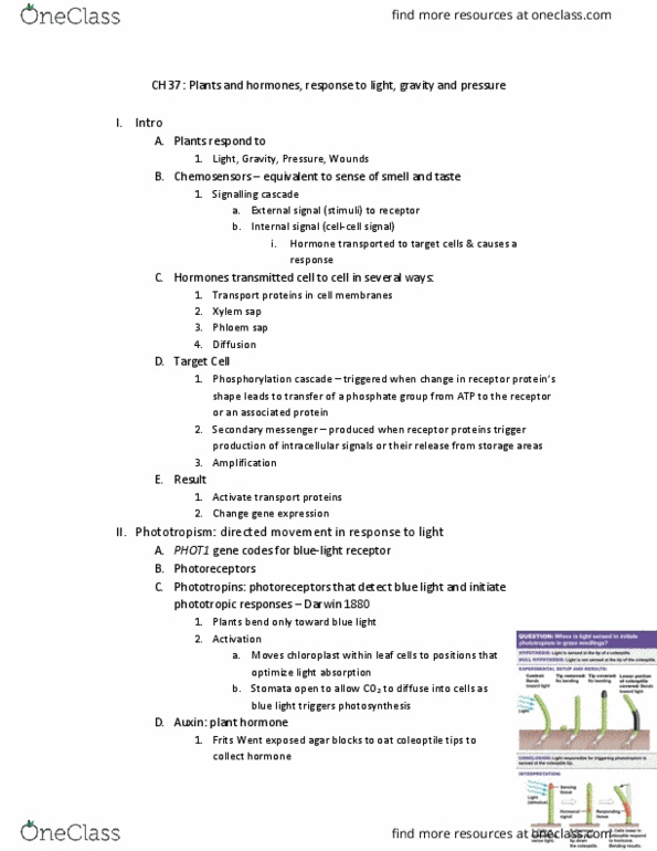 BISC208 Lecture Notes - Lecture 15: Lightdark, Tropism, Root Cap thumbnail
