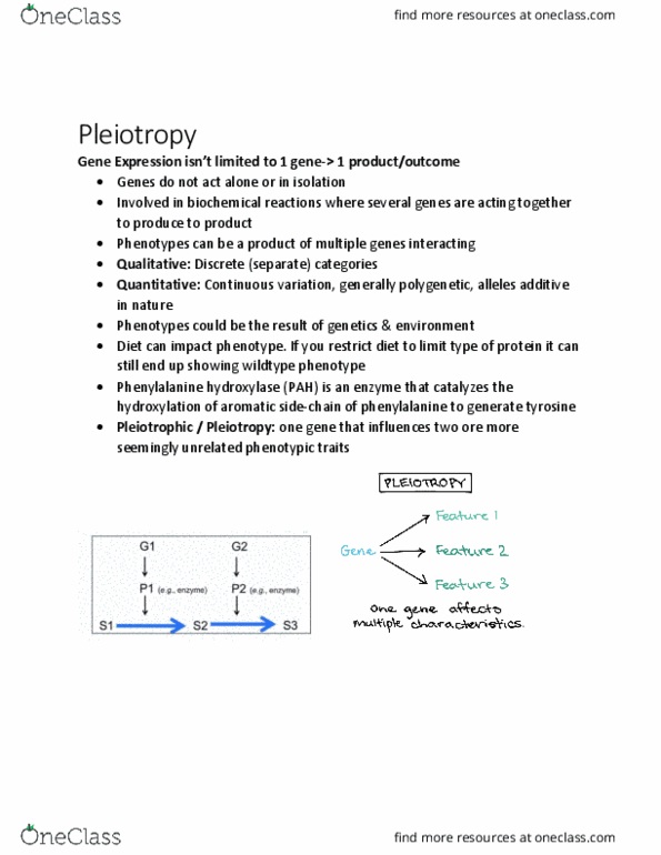 BIOL 2905 Lecture Notes - Lecture 10: Phenylalanine Hydroxylase, Pleiotropy, Phenylalanine thumbnail