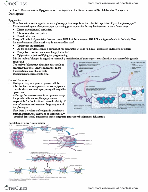 HSS 4102 Lecture Notes - Lecture 2: Insulin-Like Growth Factor 1, Neurodegeneration, Myostatin thumbnail