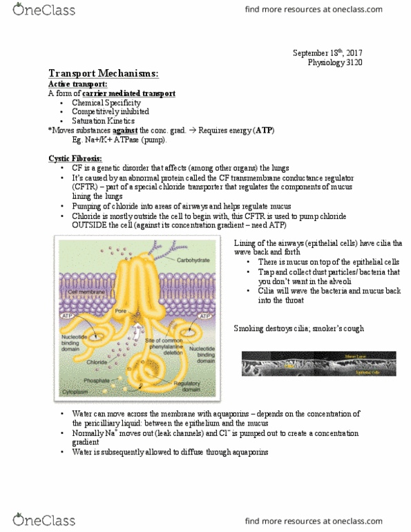 Physiology 3120 Lecture Notes - Lecture 4: Subcutaneous Tissue, Smooth Muscle Tissue, List Of Muppets thumbnail