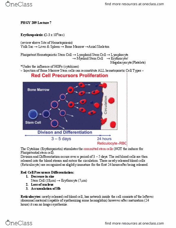 PHGY 209 Lecture Notes - Lecture 7: Transferrin, Jaundice, Bilirubin thumbnail