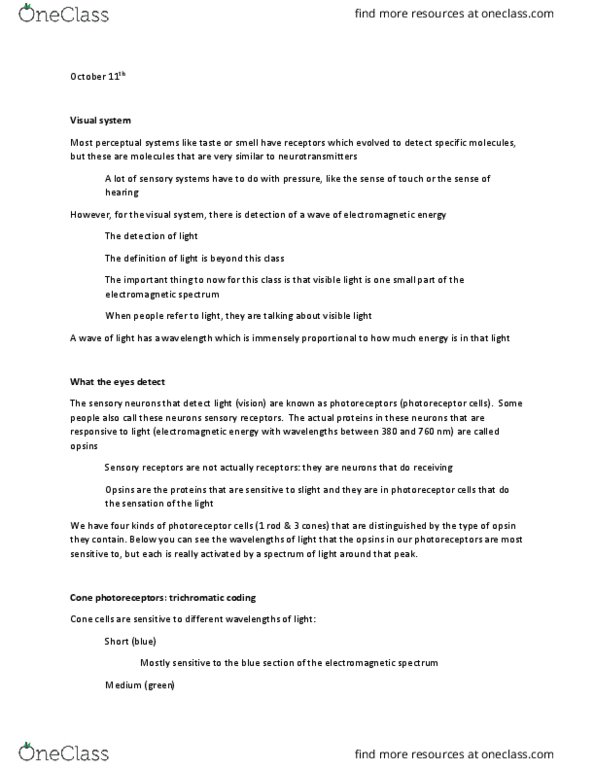 PSYC 211 Lecture Notes - Lecture 9: Simple Cell, Magnocellular Cell, Visual Cortex thumbnail