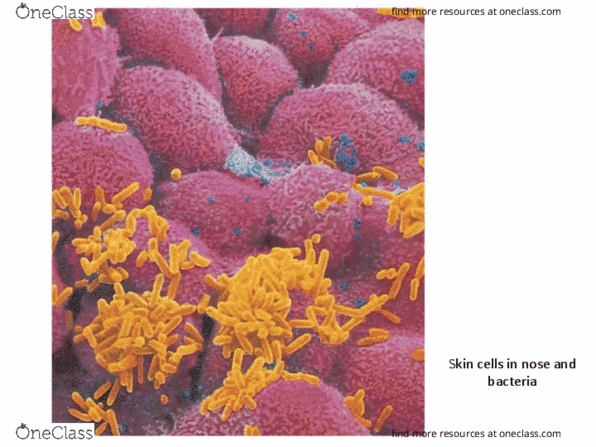 BIOL101 Lecture Notes - Lecture 6: Hydrogen Bond, Hemoglobin, Sickle-Cell Disease thumbnail