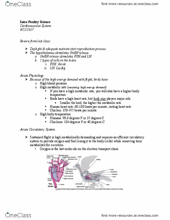 POUL 2020 Lecture Notes - Lecture 8: Eosinophil, Phagocytosis, Hemoglobin thumbnail