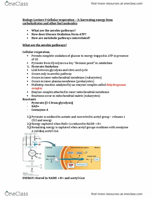 BIOL 1010U Lecture Notes - Lecture 9: Coenzyme Q10, Active Transport, Electrochemical Gradient thumbnail