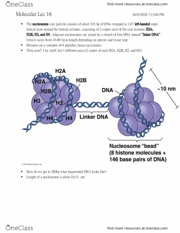 HLSC 2P21 Lecture Notes - Lecture 16: Y Chromosome, Chromosome, Phosphodiester Bond thumbnail