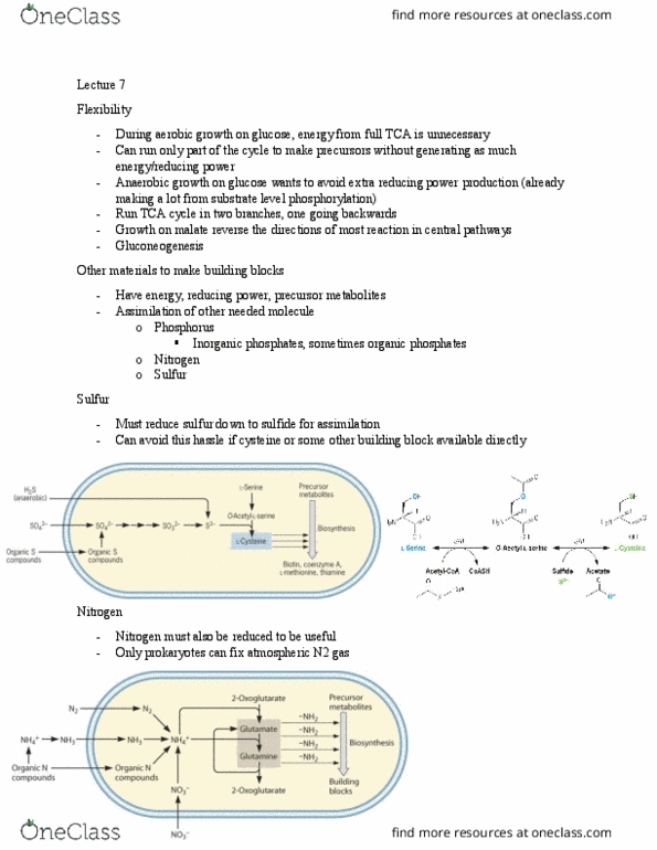 MIC 102 Lecture Notes - Lecture 7: Glycerol, Nitrogenase, Purine thumbnail