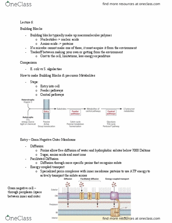 MIC 102 Lecture Notes - Lecture 6: Multiprotein Complex, Succinic Acid, Glycolysis thumbnail