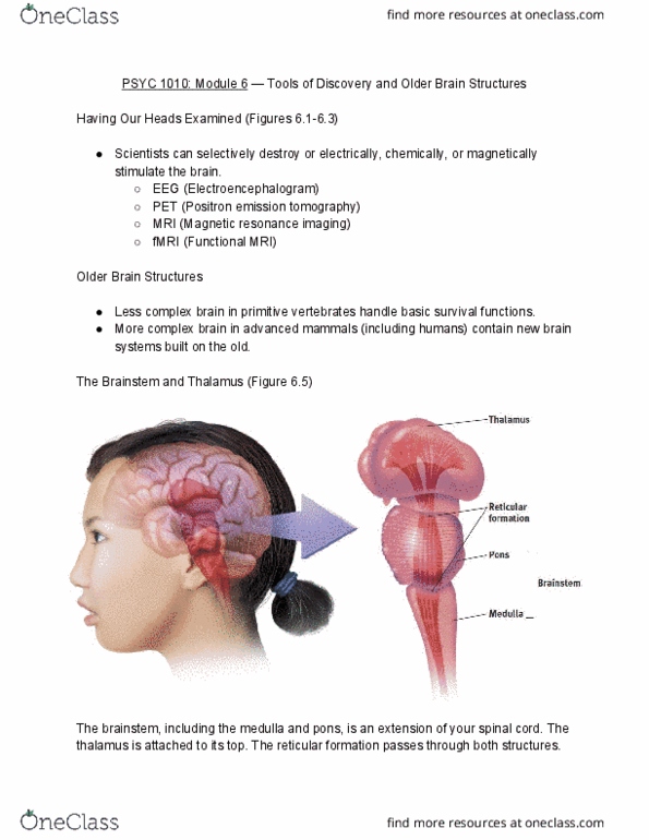PSYC 1010 Lecture Notes - Lecture 6: Hypothalamus, Functional Magnetic Resonance Imaging, Endocrine System thumbnail