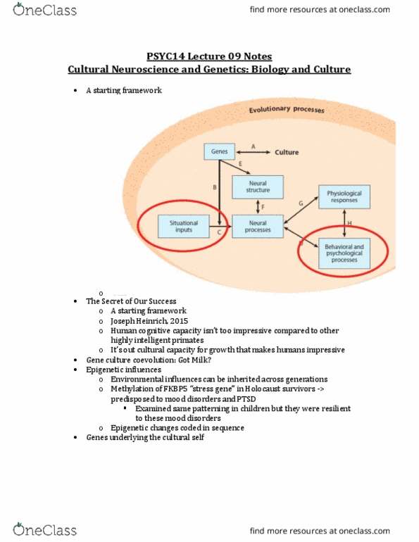 PSYC14H3 Lecture Notes - Lecture 9: Cultural Neuroscience, Coevolution, Collectivism thumbnail