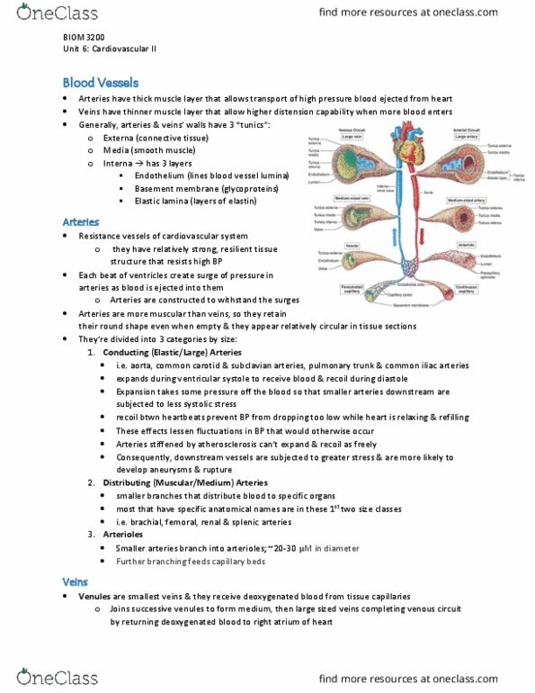 BIOM 3200 Lecture Notes - Lecture 6: Theca Interna, Tunica Externa, Common Iliac Artery thumbnail
