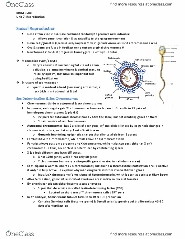 BIOM 3200 Lecture Notes - Lecture 7: Male Accessory Gland, Corpus Luteum, Labia Majora thumbnail