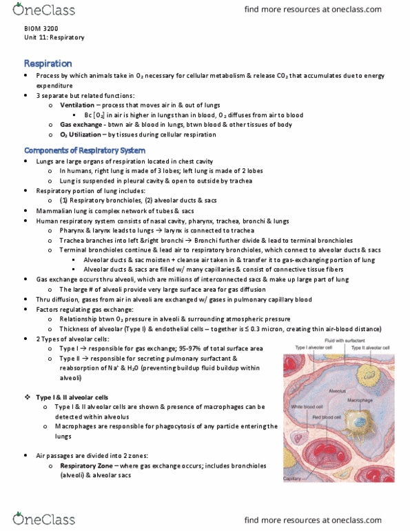 BIOM 3200 Lecture Notes - Lecture 11: Alveolar Cells, Bronchiole, Alveolar Pressure thumbnail