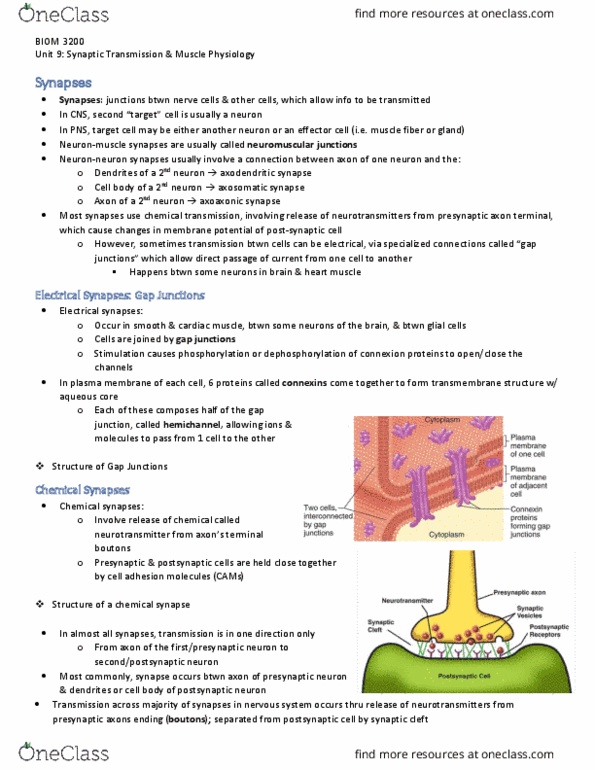 BIOM 3200 Lecture Notes - Lecture 9: Excitatory Postsynaptic Potential, Inhibitory Postsynaptic Potential, Neuromuscular Junction thumbnail