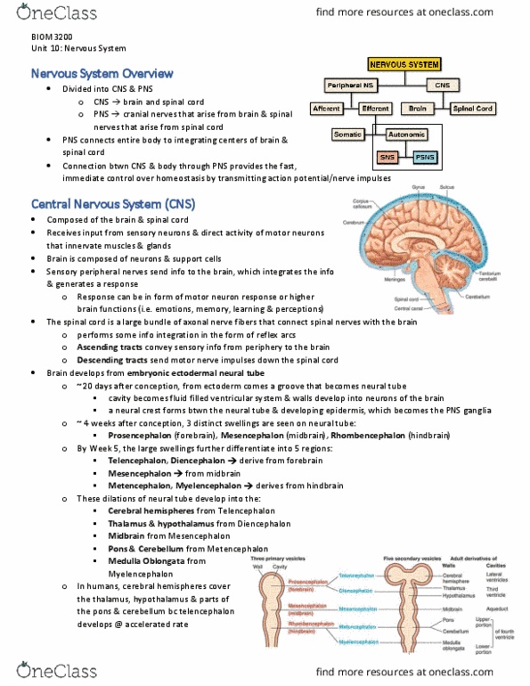 BIOM 3200 Lecture Notes - Lecture 10: Positron Emission Tomography, Central Nervous System, Lower Motor Neuron thumbnail