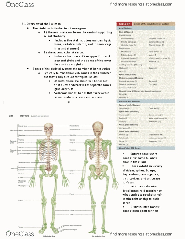 BIOL 260 Chapter Notes - Chapter 8.1: Shoulder Girdle, Appendicular Skeleton, Sesamoid Bone thumbnail