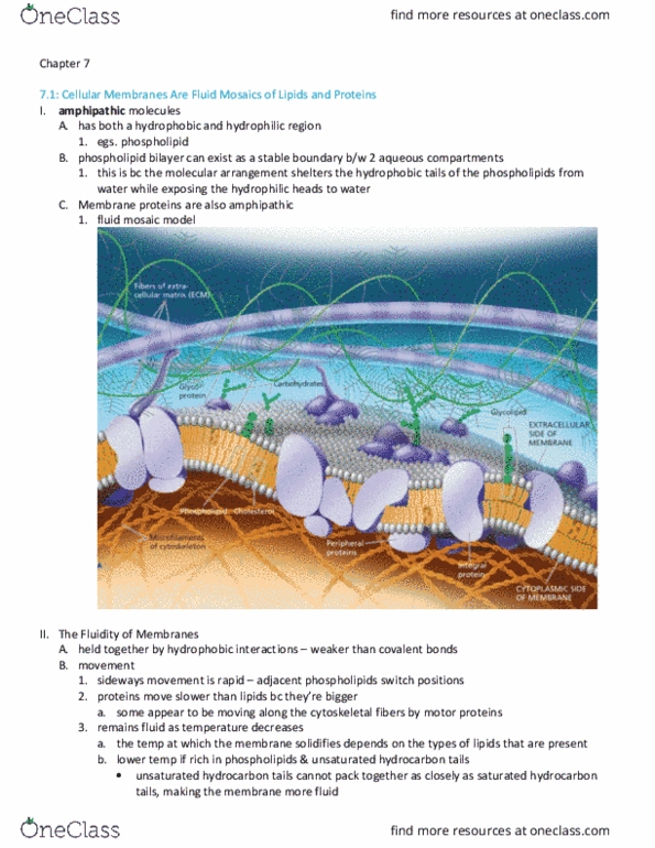 BIOL 101 Chapter Notes - Chapter 7.1-7.2: Lipid Bilayer, Unsaturated Hydrocarbon, Alkane thumbnail