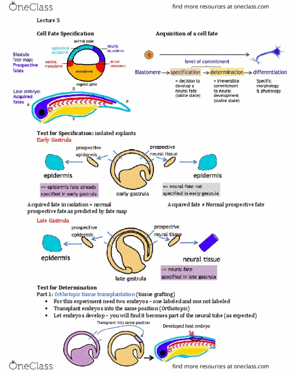 CSB328H1 Lecture Notes - Lecture 5: Fate Mapping, Gastrulation, Polarity In Embryogenesis thumbnail