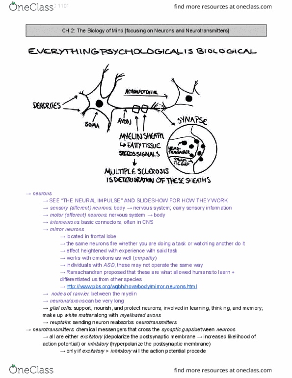 PSYC 1101 Chapter Notes - Chapter 2: Mirror Neuron, Myelin, Frontal Lobe thumbnail