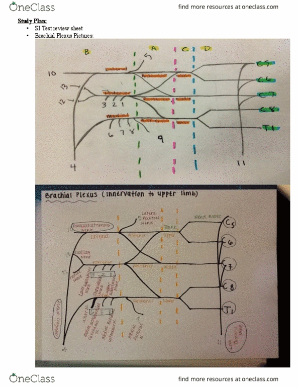 ZOO 3713C Lecture Notes - Lecture 1: Synovial Joint, Synovial Fluid, Pubic Symphysis thumbnail