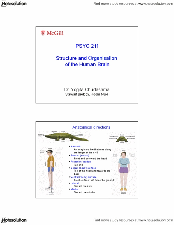 PSYC 211 Lecture Notes - Auditory Cortex, Olfactory Bulb, Visual Cortex thumbnail