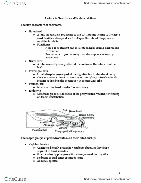 ZOO 2090 Lecture Notes - Lecture 1: Haemal Arch, Dermal Bone, Shoulder Girdle thumbnail