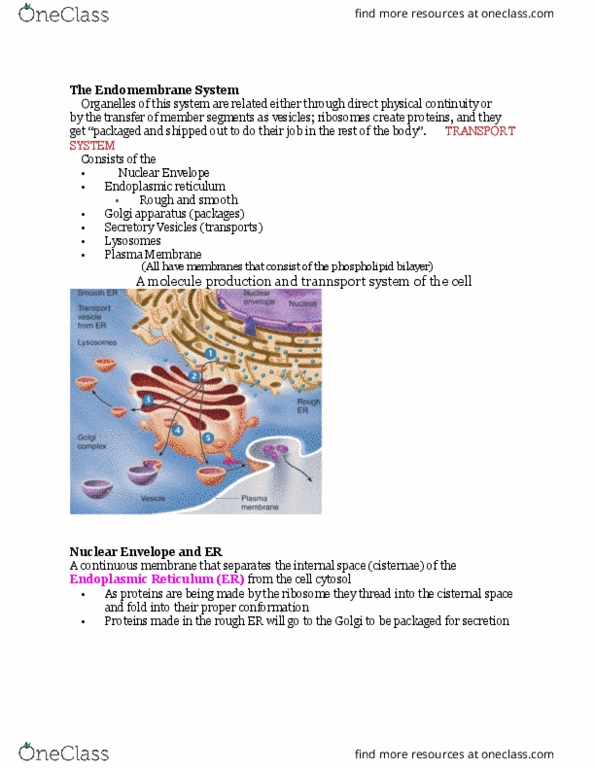ASCI 112 Lecture Notes - Lecture 7: Endoplasmic Reticulum, Cytosol, Phospholipid thumbnail