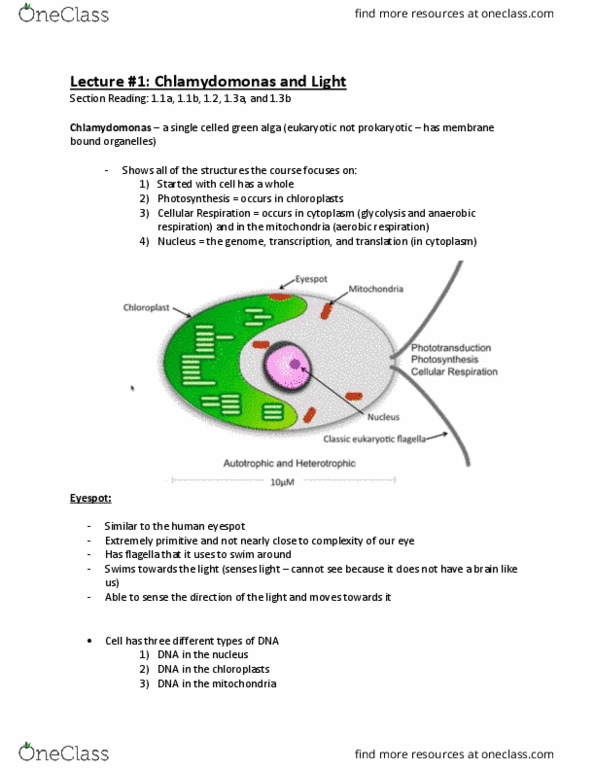 Biology 1002B Lecture Notes - Lecture 1: Chlamydomonas, Channelrhodopsin, Anaerobic Respiration thumbnail