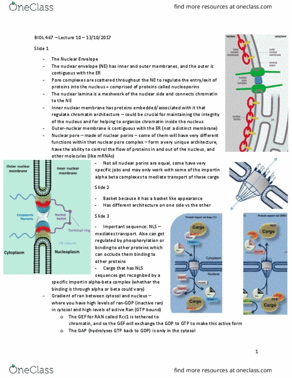 BIOL 467 Lecture Notes - Lecture 10: Inner Membrane, Spindle Apparatus, Nuclear Localization Sequence thumbnail