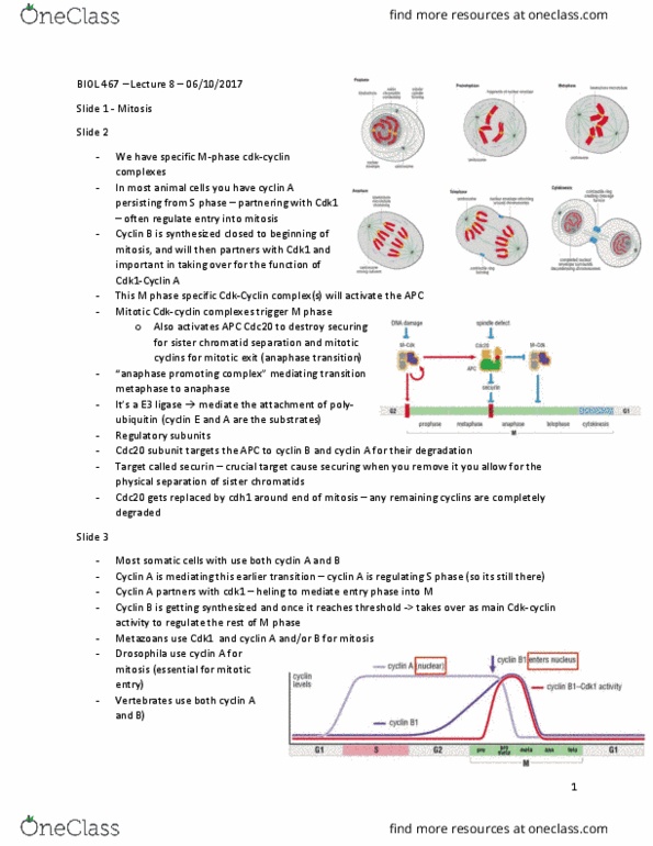 BIOL 467 Lecture Notes - Lecture 8: Cyclin B1, Cyclin B, Cyclin-Dependent Kinase 1 thumbnail