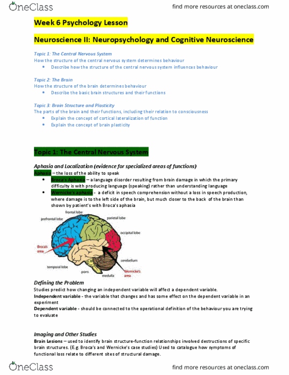 PSYC 100 Lecture Notes - Lecture 6: Basal Ganglia, Central Nervous System, Cerebral Cortex thumbnail