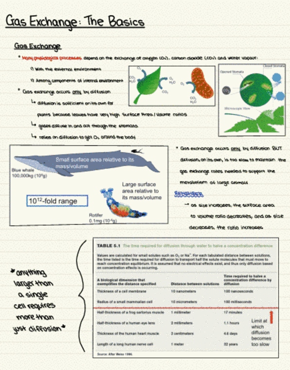Biology 2601A/B Lecture 8: Gas Exchange - The Basics thumbnail