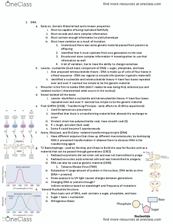 GEN-3000 Lecture Notes - Lecture 3: Eukaryotic Dna Replication, Dna Polymerase Iii Holoenzyme, Rna Polymerase Iii thumbnail