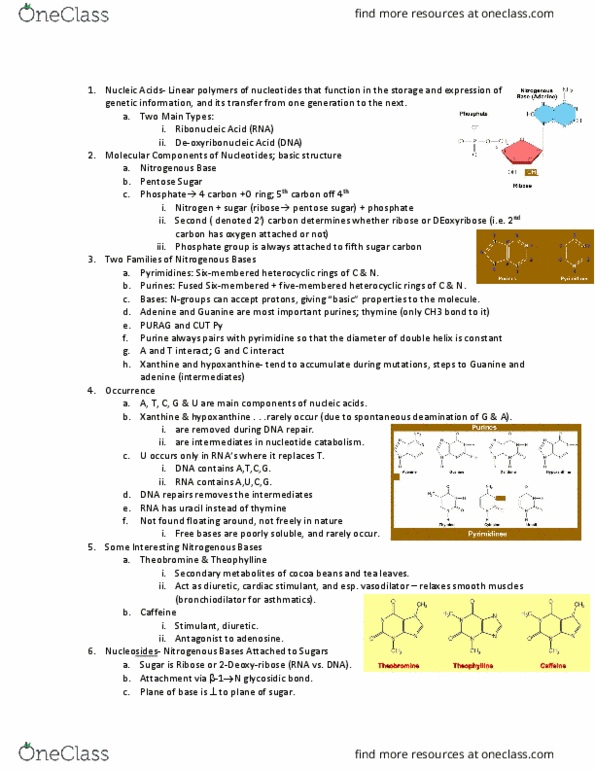 BCHM-3050 Lecture Notes - Lecture 2: Dna Polymerase Iii Holoenzyme, Dna Polymerase Ii, Glycosidic Bond thumbnail
