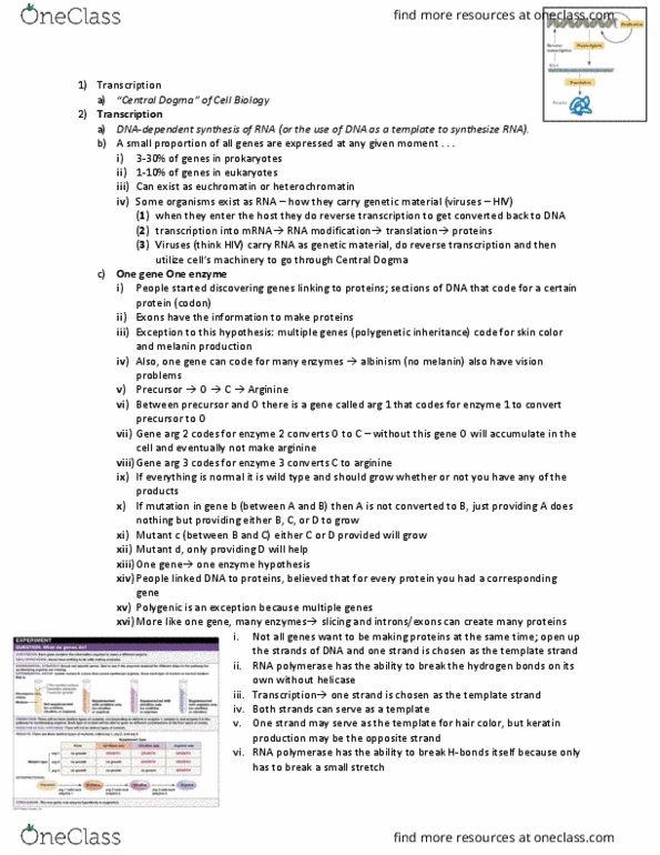 BCHM-3050 Lecture Notes - Lecture 3: Rna Polymerase Ii, Lac Operon, Dna-Binding Domain thumbnail