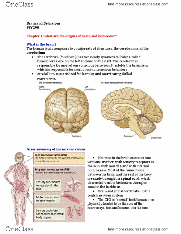PSY290H5 Chapter Notes - Chapter 1: Traumatic Brain Injury, Peripheral Nervous System, Pineal Gland thumbnail