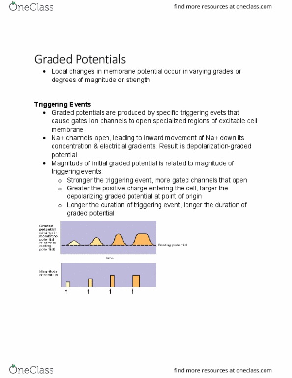 KINE 2011 Chapter Notes - Chapter 4.3: Membrane Potential, Resting Potential thumbnail