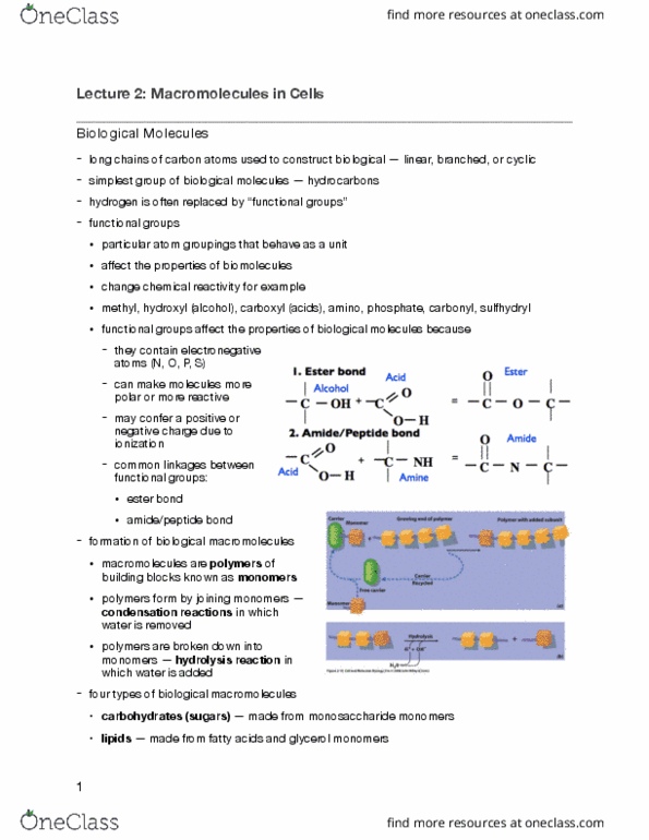 BIOB10H3 Lecture Notes - Lecture 2: Thiol, Monosaccharide, Glycerol thumbnail