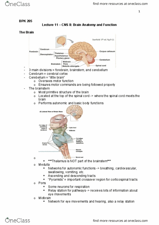BPK 205 Lecture Notes - Lecture 11: Cranial Nerves, Basal Ganglia, Limbic System thumbnail