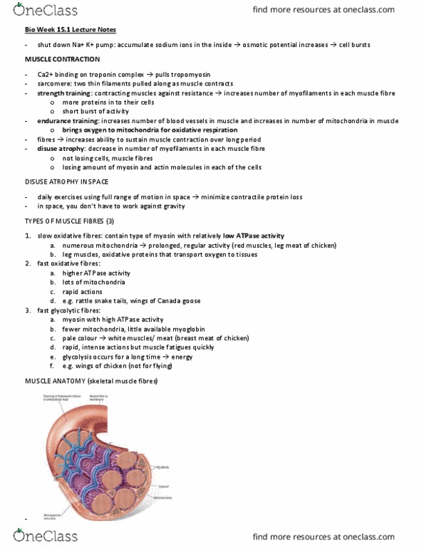 BIOL 103 Lecture Notes - Lecture 3: Endoplasmic Reticulum, Potassium Channel, Neuroglia thumbnail