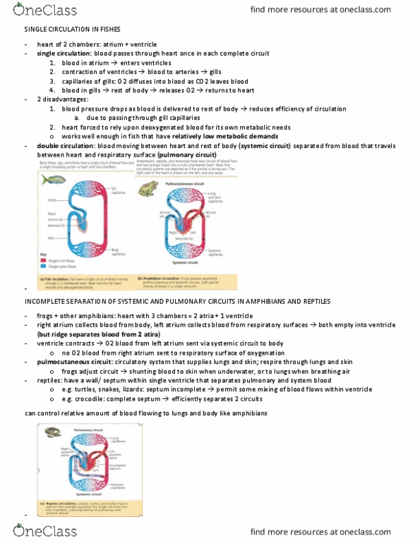 BIOL 103 Lecture Notes - Lecture 4: Pulmonary Circulation, Trachea, Exhalation thumbnail