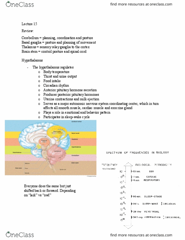 NPB 101 Lecture Notes - Lecture 15: Posterior Pituitary, Homeostasis, Retina thumbnail