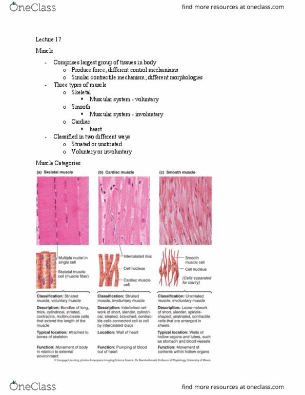 NPB 101 Lecture Notes - Lecture 17: Muscular System, Multinucleate, Skeletal Muscle thumbnail