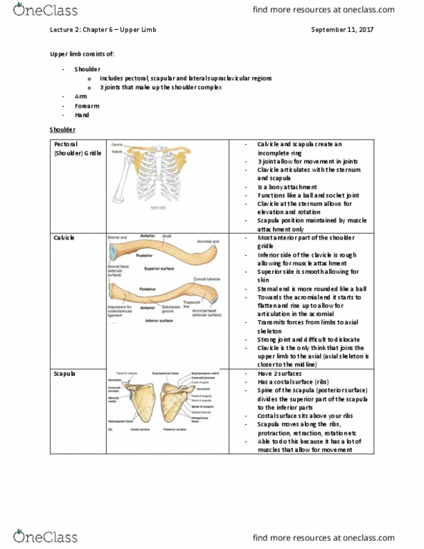 HN210 Lecture Notes - Lecture 2: Subacromial Bursa, Coracoclavicular Ligament, Glenoid Cavity thumbnail
