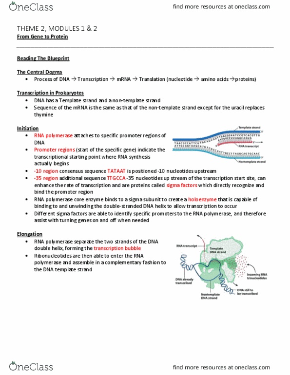 HIS108 Lecture Notes - Lecture 5: Guanosine, Ribonuclease, Polyadenylation thumbnail