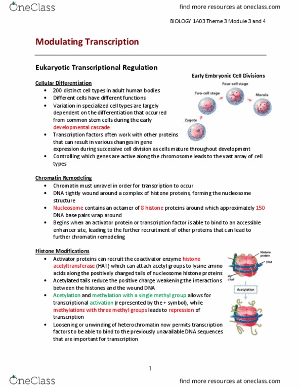 HIS108 Lecture Notes - Lecture 3: In Situ Hybridization, Heterochromatin, Dna Microarray thumbnail