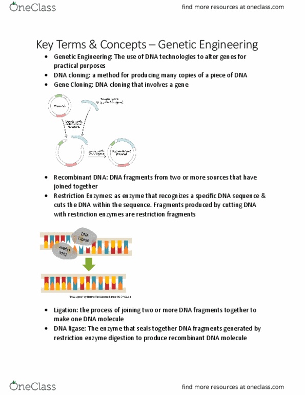 BIOL 2905 Chapter Notes - Chapter 4.4: Polymerase Chain Reaction, Dna Ligase, Restriction Enzyme thumbnail
