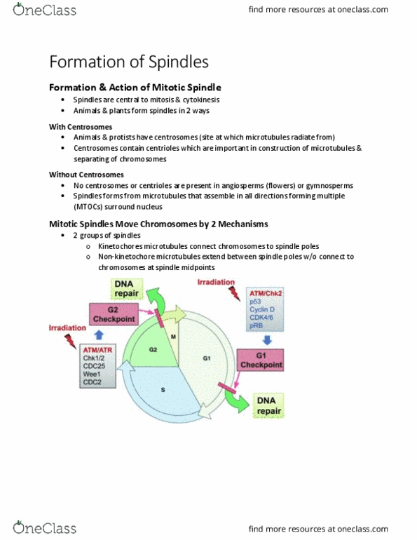 BIOL 2905 Chapter Notes - Chapter 5.2: Flowering Plant, Dna Replication, Kinetochore thumbnail