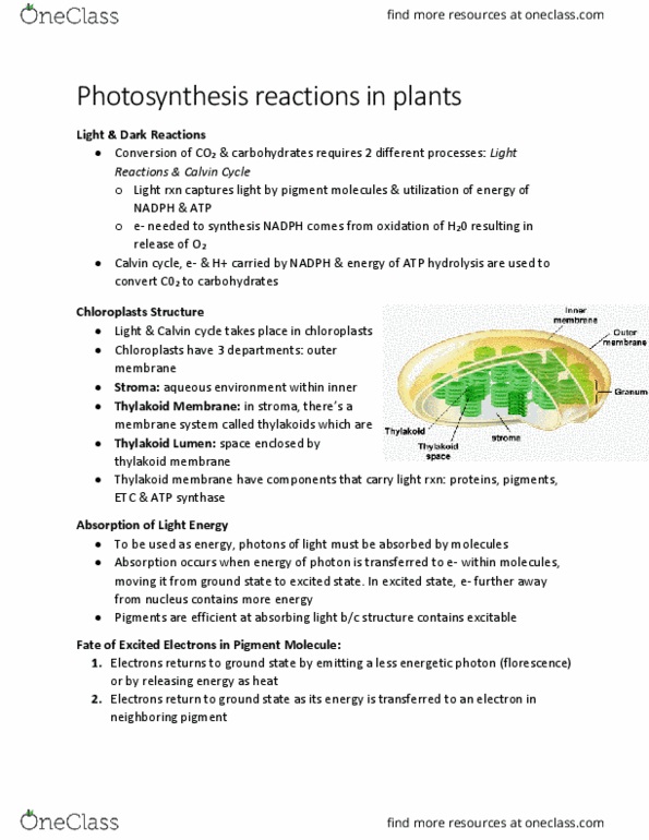 BIOL 2905 Chapter Notes - Chapter 9.5: Photon, Atp Synthase, P680 thumbnail